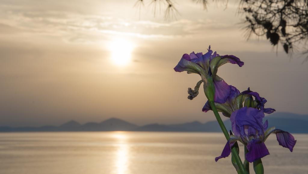 Seasidehouse Βίλα Ύδρα Εξωτερικό φωτογραφία